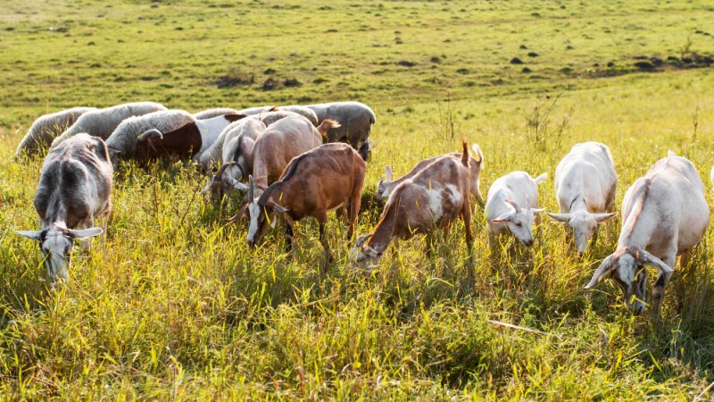 Colostrum kozie – co warto o nim wiedzieć?