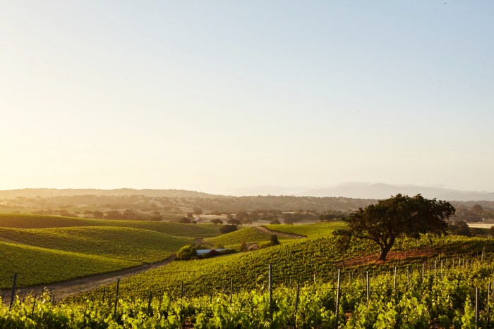 Odkryj historię Chardonnay – Jak ta odmiana winorośli zdobyła serca miłośników białych win