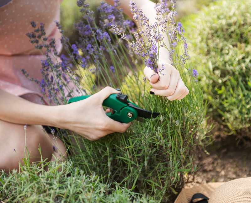 Poradnik ogrodniczy – Sadzenie i pielęgnacja wrzosów w przydomowym ogrodzie