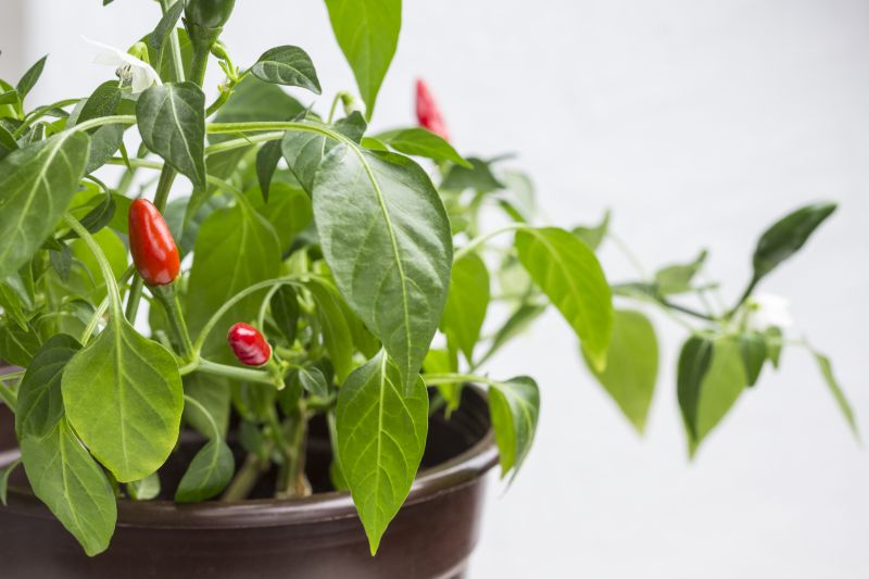 Jak hodować ostre papryczki chili w doniczkach na balkonie oraz w ogrodowym gruncie