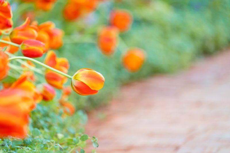 W poszukiwaniu pomarańczowych akcentów – kwitnące rośliny ognistego koloru do ogrodu